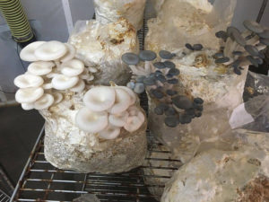 Ganzes Spektrum Pilz (Whole Life Cycle) auf Hirseblock in Wachstumskammer