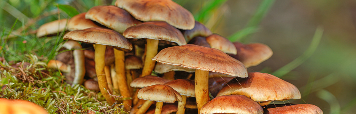 Agaricus Blazei Murrill (ABM) – Mandelpilz