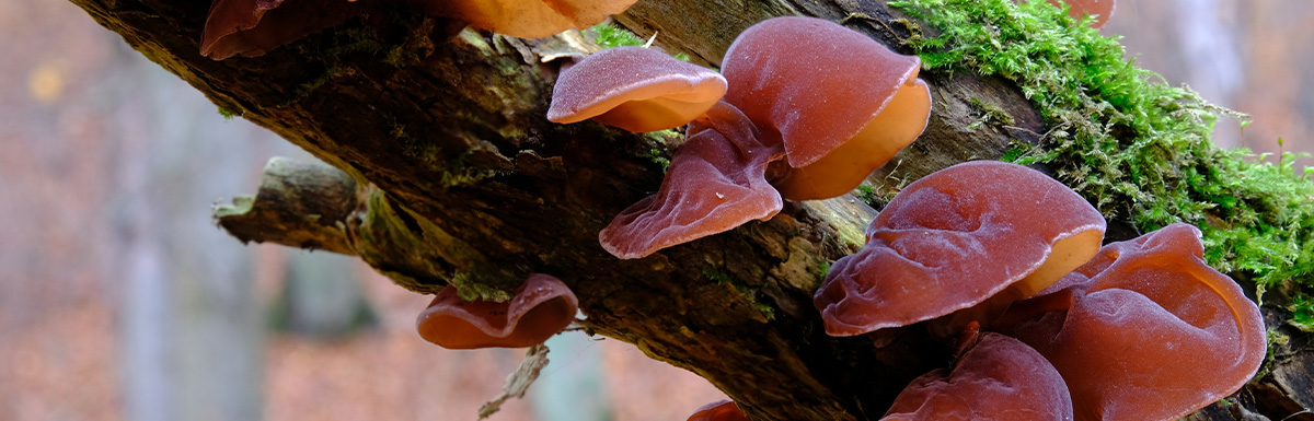 Auricularia Auricula Judae (Judasohr)