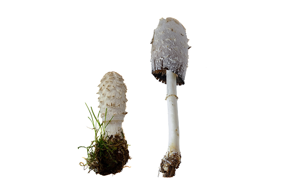 Coprinus Comatus (Schopftintling)