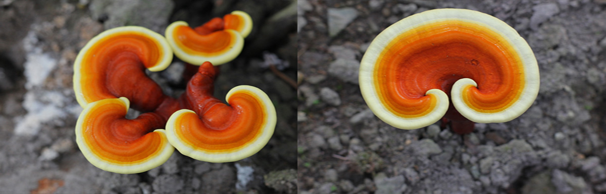 Ganoderma Lucidum (Glänzender Lackporling)