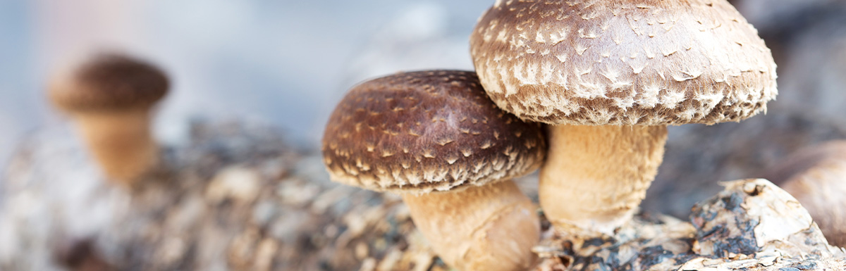 Lentinula Edodes (Shiitake) Lentinula Edodes (Shiitake)