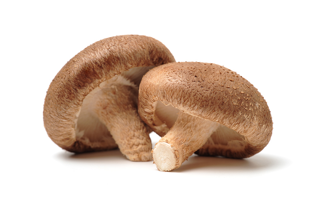 Lentinula Edodes (Shiitake) Lentinula Edodes (Shiitake)